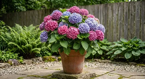 Hortensie cu inflorescențe roz și albastre, în ghiveci de teracotă pe o terasă pavată